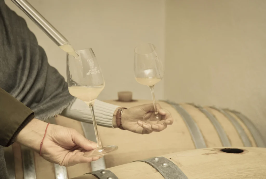 Prélèvement de vin blanc à la pipette au-dessus d'un fût